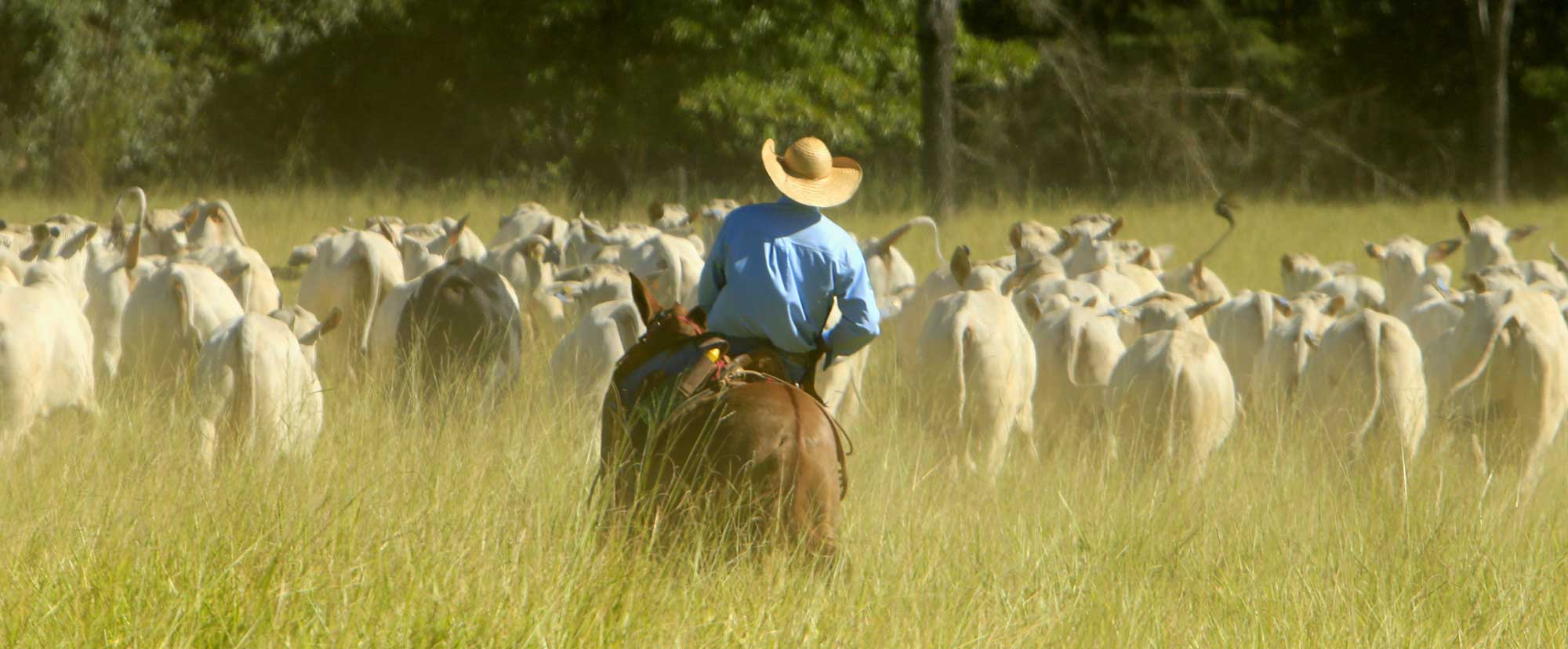 Cattle-ranching-EDD